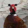 架子工