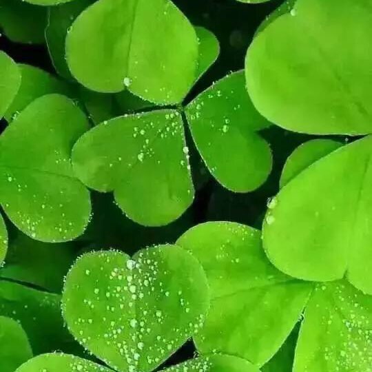 鑫鑫環(huán)保科技